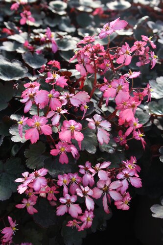 Saxifraga Dancing Pixies Toni 2 Litre