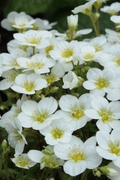 Saxifraga Ice Colours Pearl White 2 Litre