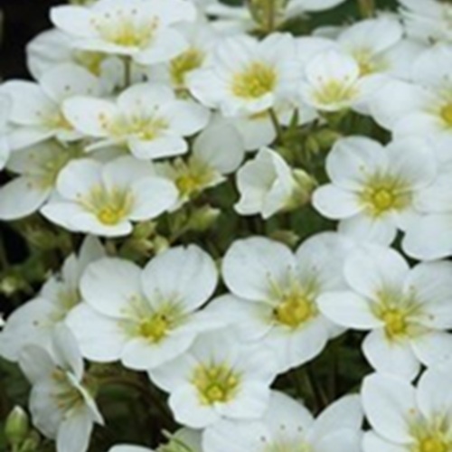 Saxifraga Ice Colours Pearl White 2 Litre