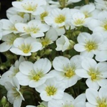 Saxifraga Ice Colours Pearl White 2 Litre