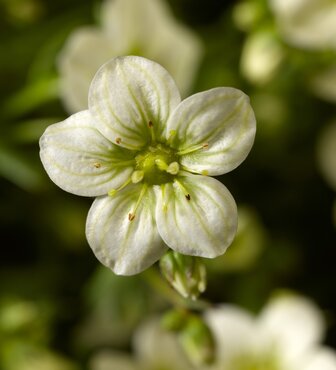 Saxifraga Touran Limegreen 2 Litre