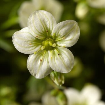 Saxifraga Touran Limegreen 2 Litre
