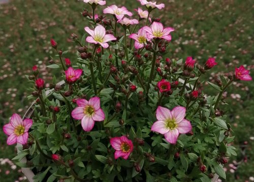 Saxifraga Touran Pink 2 Litre