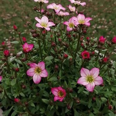 Saxifraga Touran Pink 2 Litre