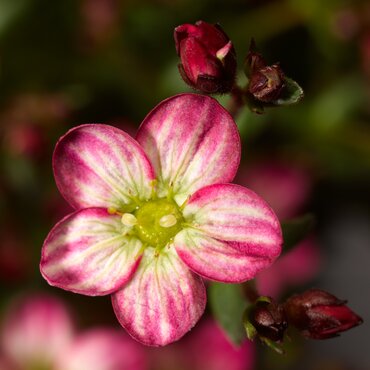 Saxifrage Picotee 10.5cm
