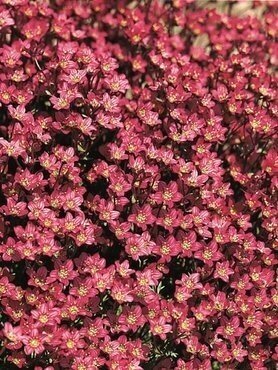 Saxifrage Red 10.5cm