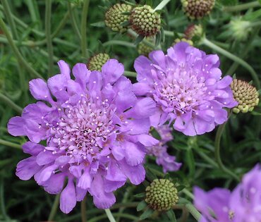 Scabiosa Butterfly Blue 2 Litre