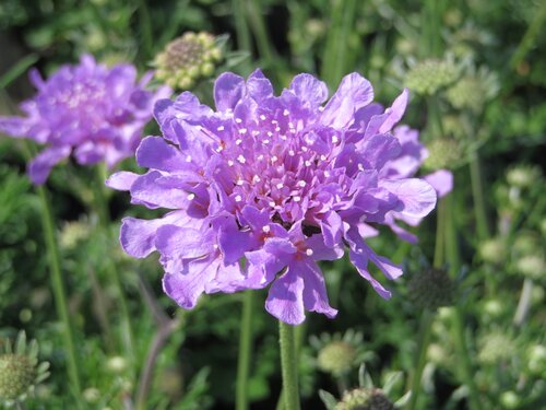 Scabiosa Columbaria Flutter Blue Deep 9cm