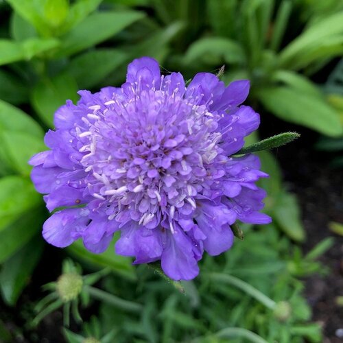 Scabiosa Kudo Blue 5 Litre