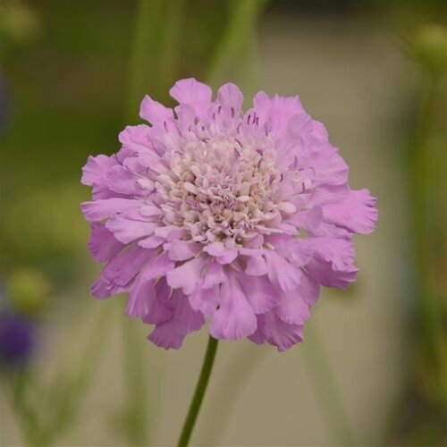 Scabiosa Kudo Pink 5 Litre