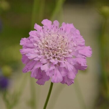Scabiosa Kudo Pink 5 Litre
