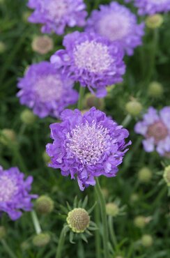 Scabiosa Mariposa Blue 2 Litre