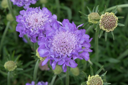 Scabiosa Mariposa Blue 3 Litre