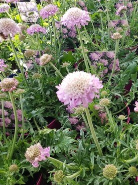 Scabiosa Pink Mist 1 Litre