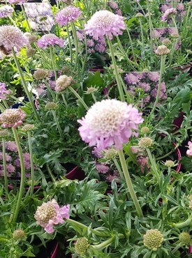 Scabiosa Pink Mist 2 Litre