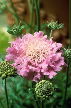 Scabiosa Pink Mist 2 Litre