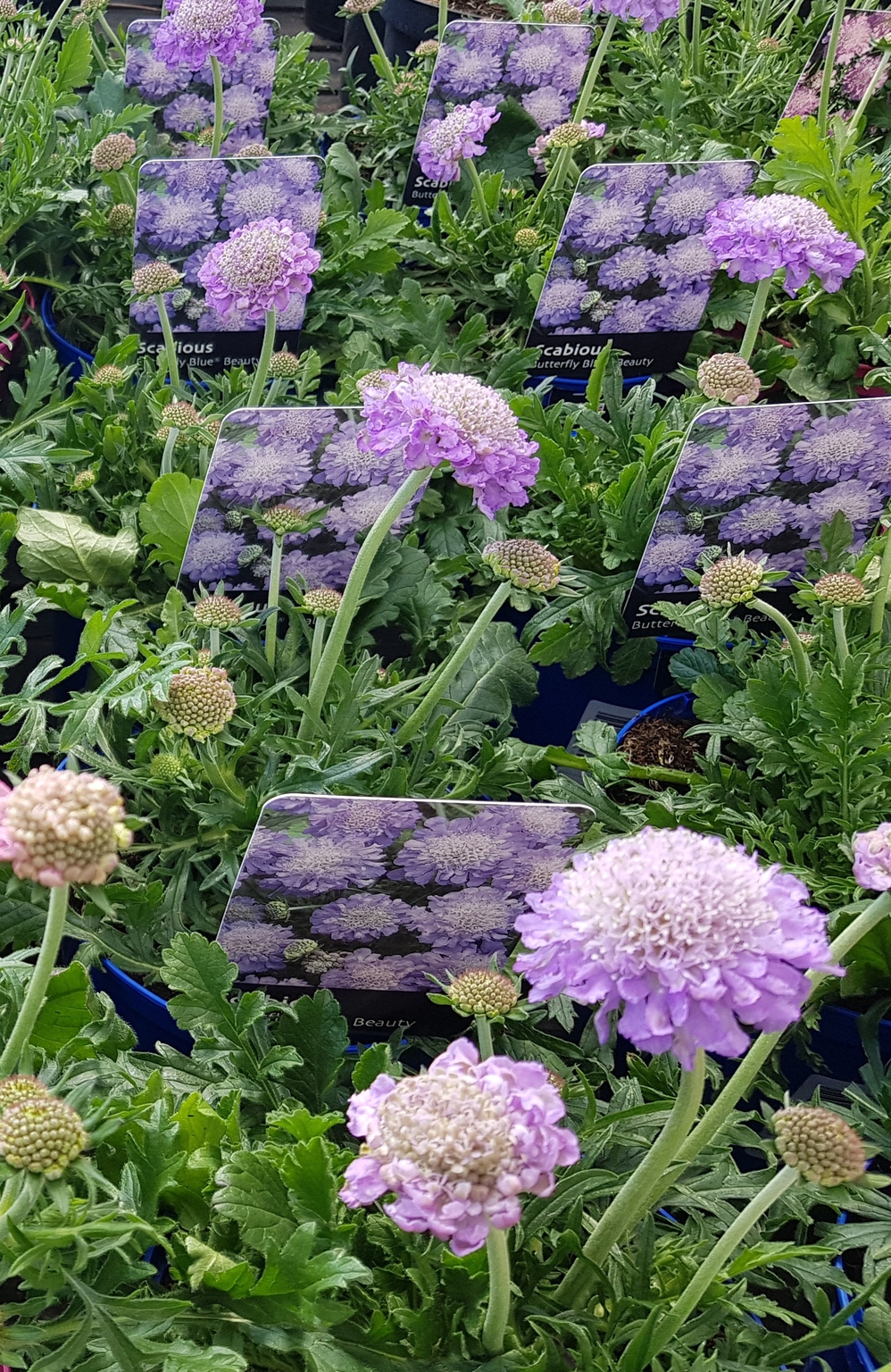 Scabious Butterfly Blue Beauty 1.5 litre Stewarts Garden Centre