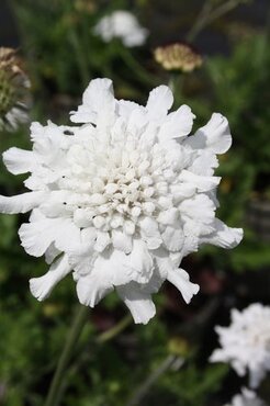 Scabious White 10.5cm