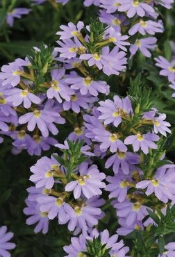 Scaevola Blue 10.5cm