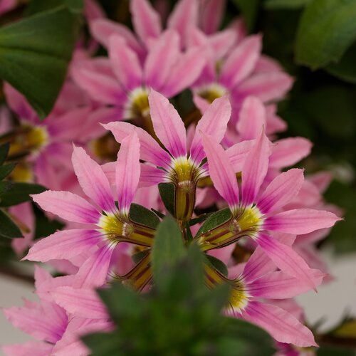 Scaevola Surdiva Deep Pink 1 Litre