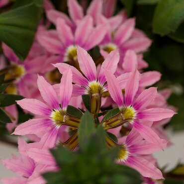 Scaevola Surdiva Deep Pink 1 Litre