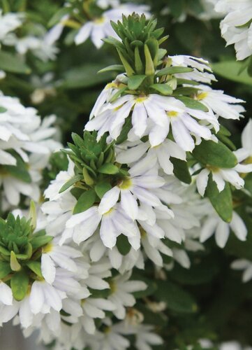 Scaevola Surdiva Snow Blanket 1 Litre