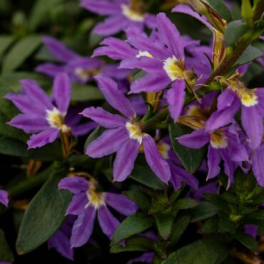 Scaevola Surdiva Violet Blue 1 Litre