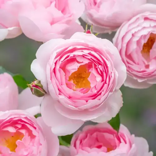 Scepter'd Isle Shrub Rose 6 Litre - image 1