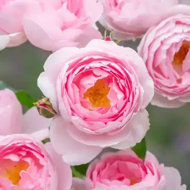 Scepter'd Isle Shrub Rose 6 Litre - image 1