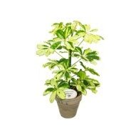 Schefflera (various colours, 15cm pot) - image 4