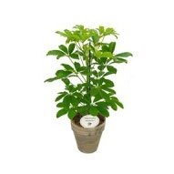 Schefflera (various colours, 15cm pot) - image 2