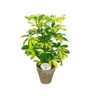 Schefflera (various colours, 15cm pot) - image 3