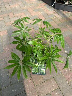 Schefflera Taiwaniana 3 Litre