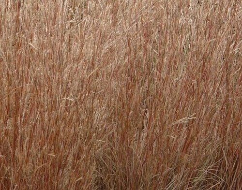 Schizachyrium Chameleon 2 Litre