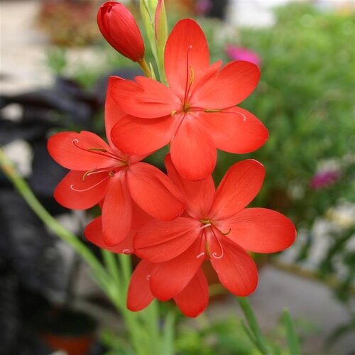 Schizostylis 'Major' 2 Litre