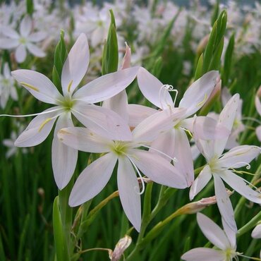 Schizostylis 'Mrs Hegarty' 2 Litre