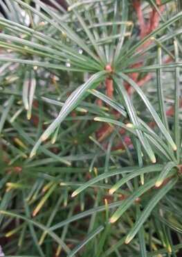 Sciadopitys verticillata 3 Litre