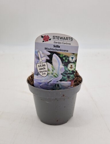 Scilla Mischtschenkoana Potted Bulb 9cm