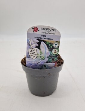 Scilla Mischtschenkoana Potted Bulb 9cm