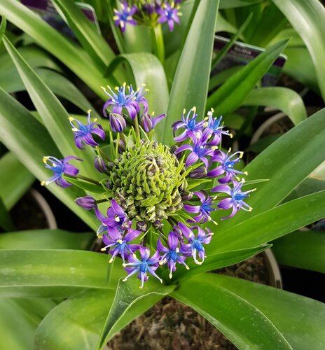 Scilla Peruviana 2 Litre - image 1