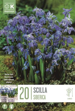 Scilla Siberica