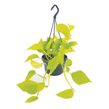 Scindapsus Golden Pothos (15cm hanging pot)