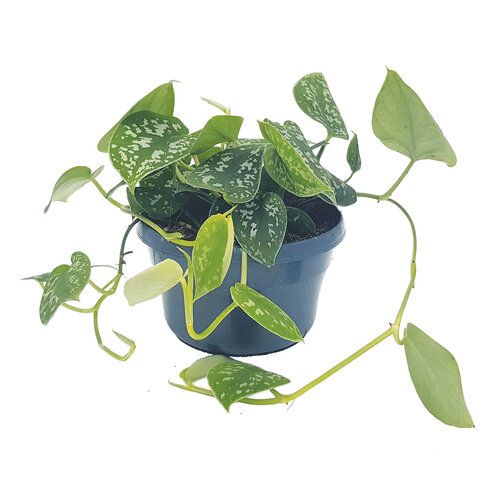 Scindapsus Pictus (14cm hanging pot)