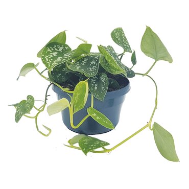 Scindapsus Pictus (14cm hanging pot)