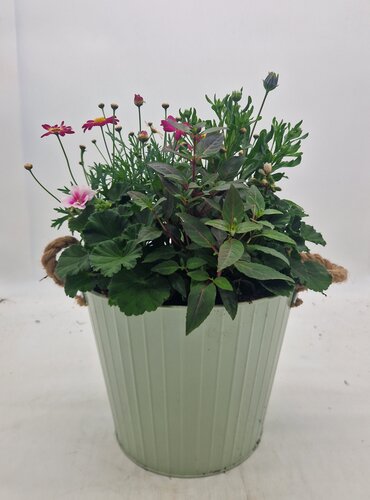 Seasonal Zinc Planter 23cm