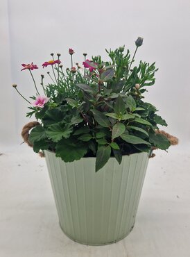 Seasonal Zinc Planter 23cm