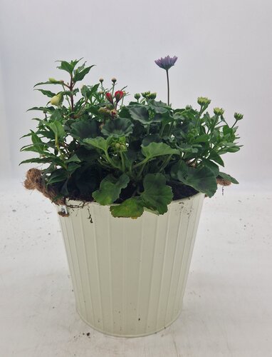 Seasonal Zinc Planter Exclusive 28cm