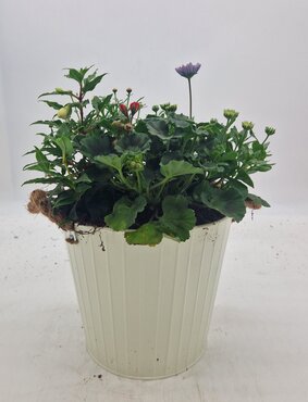 Seasonal Zinc Planter Exclusive 28cm