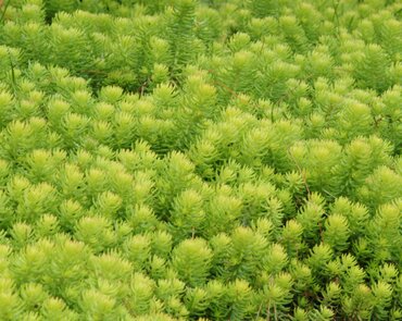 Sedum Angelina 10.5cm