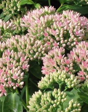 Sedum Autumn Joy 3 Litre